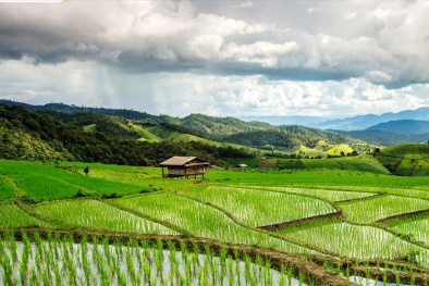 Chất lượng gạo Việt ổn định, từng bước nâng cao năng lực cạnh tranh