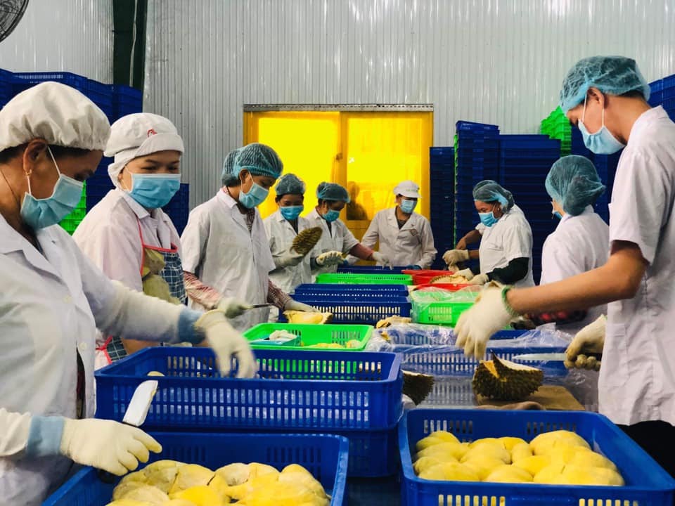 Sầu riêng Happy Durian trong quá trình sản xuất