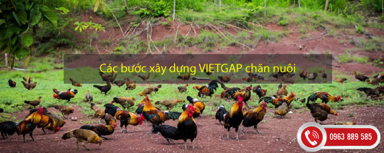 Các bước xây dựng VIETGAP chăn nuôi