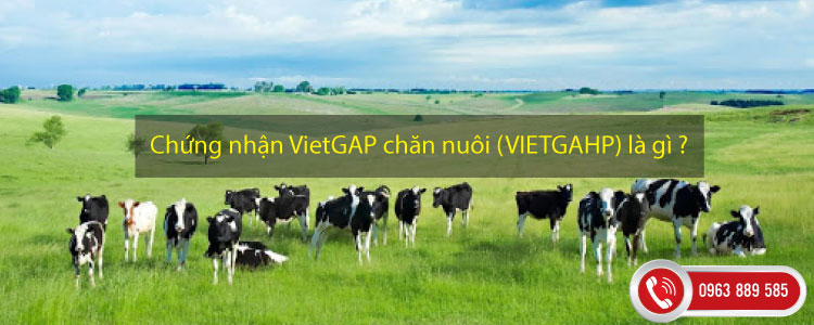 Chứng nhận VietGAP chăn nuôi (VIETGAHP) là gì ?