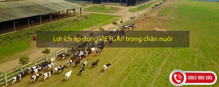 Lợi ích áp dụng VIETGAP trong chăn nuôi